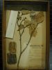 historical herbarium sample